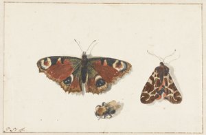 Sommerfugl, møl og humlebi af Johannes Bronkhorst