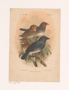 Fire fugle på en gren Siphia Everetti Sharpe (titel på objekt) af Johannes Gerardus Keulemans