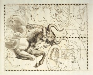 Tyren, stjernebilledet Tyren, gravering fra himmelatlas Firmamentum Sobiescianum sive Uronographia, af Johann Hevelius (1611-1687), Gdansk