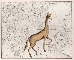 Konstellationen af ​​girafpladen taget fra "" Firmamentum Sobiescanum sive Uranographia"" af Johannes Hevelius eller Hevel (1611-1687) af Johannes Hevelius