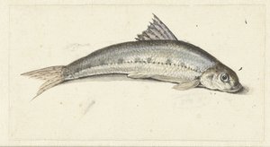 gondol af Johannes le Francq van Berkhey