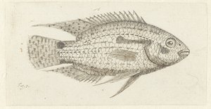 Tropisk fisk Chromis epse af Johannes le Francq van Berkhey