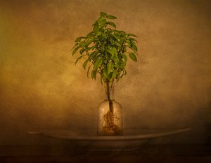 Stilleben med en plante med rødder