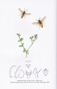 Anchor Faced or Red Wasp, Nature in Britain udgivet af Collins af John (after) Curtis