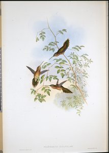 Adolphs Eremit (Phaethornis Adolphi) (håndfarvet litho) af John (after) Gould