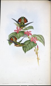 Allied Eremit (Glaucus affinis) (håndfarvet litho) af John (after) Gould