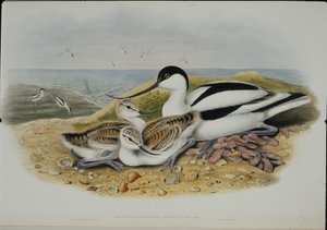 Avocet (Recurvirostra Avocetta) (håndfarvet litho) af John (after) Gould