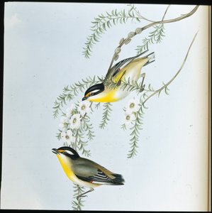 Sorthovedet Pardalote (Pardalotus Melanocephalus) (håndfarvet litho) af John (after) Gould