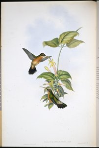 Sorthale-eremit (Glaucis Melanura) (håndfarvet litho) af John (after) Gould