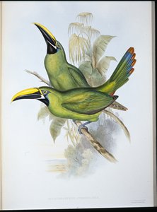 Sortstrubet rilletæb-tukan (Aulacoramphus Atrogularis) (håndfarvet litho) af John (after) Gould