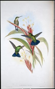 Blåhalet mangohylle (Lampornis Viridis) (håndkoloreret litografi) af John (after) Gould