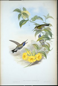 Blåstrubet Cazique (Delattria Clemenciae) (håndfarvet litho) af John (after) Gould