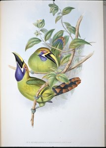 Blåstrubet rilletæb-tukan (Aulacoramphus Caeruleogularis) (håndfarvet litho)