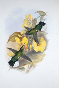 Blåstrubet sabelvinge (Campylopterus Ensipennis) (håndfarvet litho) af John (after) Gould