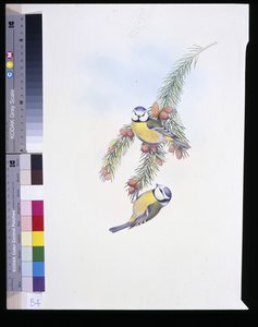 Blåmejse (Parus Caeruleus) (håndfarvet litho) af John (after) Gould