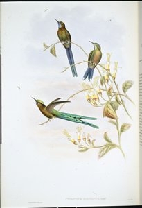 Boliviansk sylf (Cynanthus Bolivianus) (håndfarvet litho) af John (after) Gould