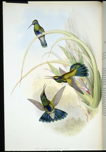 Boliviansk violet øre (Petasophora Iolata) (håndfarvet litho) af John (after) Gould