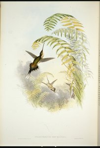 Bourciers Eremit (Phaethornis Bourcieri) (håndfarvet litho) af John (after) Gould