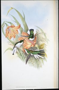 Brasiliansk fe (Heliothrix Auriculatus) (håndfarvet litho) af John (after) Gould