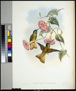 Buff-tailed Star-frontlet (helianthea osculans) (håndfarvet litho) af John (after) Gould