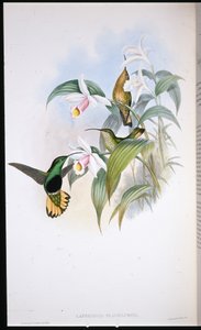Buff-tailed Velvet-bryst (Lafresnaya Flavicaudata) (håndfarvet litho) af John (after) Gould