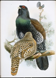 Capercailzie (Tetrao Urogallus) (håndfarvet litho) af John (after) Gould