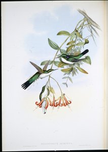 Cayenne Fairy (Heliothryx Auritus) (håndfarvet litho)