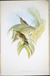 Cayenne Eremit (Phaethornis Superciliosus) (håndfarvet litho) af John (after) Gould