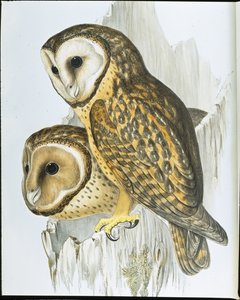 Kastanjebeklædt ugle (Strix Castanops) (håndfarvet litho) af John (after) Gould