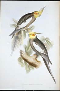 Kakadueparakit (New Holland Nymph) (håndfarvet litho) af John (after) Gould