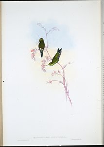 Columbian Emerald (Chlorostilbon Angustipennis) (håndfarvet litho) af John (after) Gould