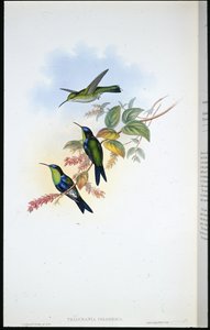 Columbian Panoplites / Coulmbian Wood-nymph (Thalurania Colombica) (håndfarvet litho) af John (after) Gould