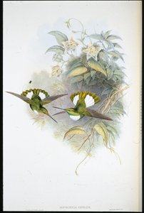 Conrads inka (Bourcieria Conradi) (håndfarvet litho) af John (after) Gould