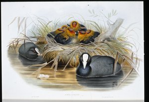 hønsehøne (Fulica Atra) (håndfarvet litho) af John (after) Gould