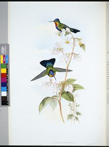 Costa-ricansk kolibri (Panterpeinsignis) (håndfarvet litho) af John (after) Gould