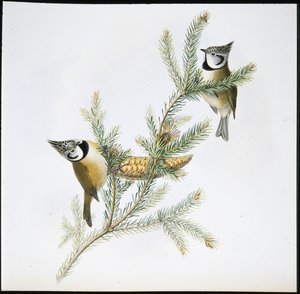 Kammejse (Parus Cristatus) (håndfarvet litho) af John (after) Gould
