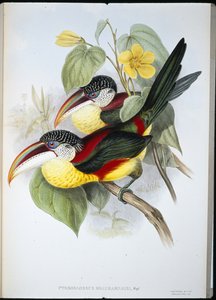 Curl-crested Aracari (Pteroglossus Beauharnaisi) (håndfarvet litho) af John (after) Gould