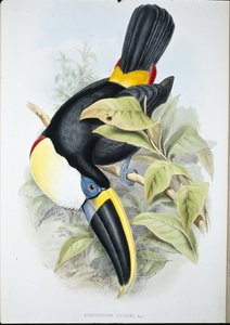 Cuviers tukan (Ramphastos Cuvieri) (håndfarvet litho)
