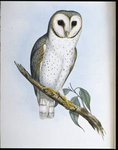 Delikat ugle (Strix Delicatulis) (håndfarvet litho) af John (after) Gould