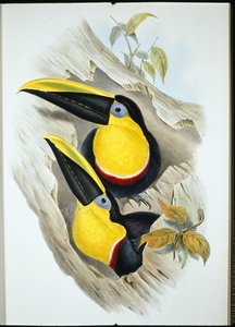 Tvivlsom tukan (Ramphastos Ambiguus) (håndfarvet litho) af John (after) Gould