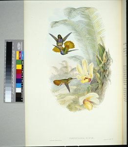 Elicias gyldne hale (chrysuronia eliciae) (håndfarvet litho) af John (after) Gould