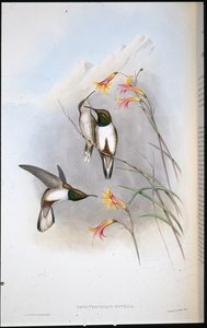 Estellas bakkestjernekolibri (Oreotrochilus Estella) (håndfarvet litho) af John (after) Gould