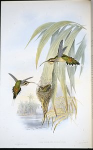 Eurynome Eremit (Phaethornis Eurynome) (håndfarvet litho) af John (after) Gould