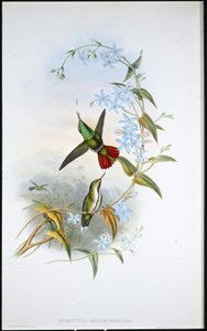 Fiery-tailed Avocet (Avocettula Recurvirostris) (håndfarvet litho) af John (after) Gould