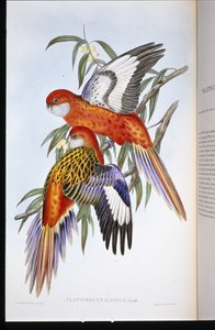 Fiery Parakit (platycercus ignitus) (håndfarvet litho)