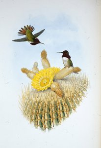 Floresis flammebærer (Selasphorus floresii) (håndfarvet litho) af John (after) Gould