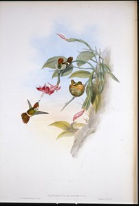 Frilled Coquette (Lophornis Magnificus)