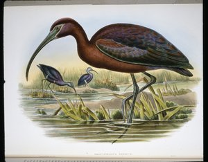 Blank stenbuk (Falcinellus Igneus) (farvet gravering) af John (after) Gould