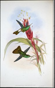 Guldhalet fjerblåfugl (Hypuroptila Urochrysia) (håndkoloreret litografi) af John (after) Gould
