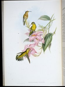 Guldstrubet kolibri (Chryso Bronchus Virescens) (håndfarvet litho) af John (after) Gould